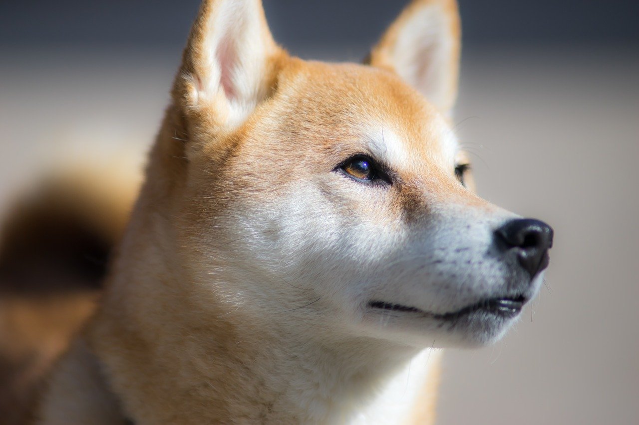 SHIB