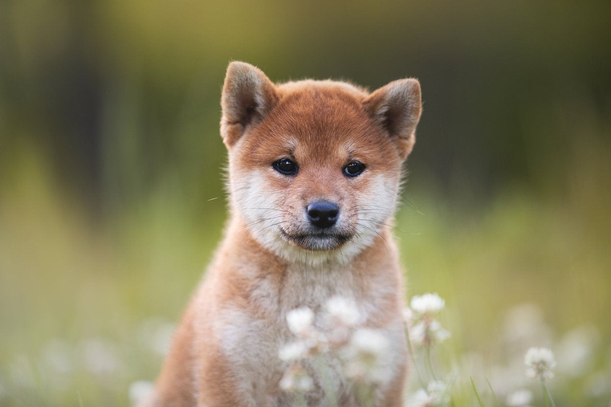 shib 4