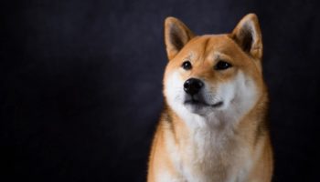shib inu