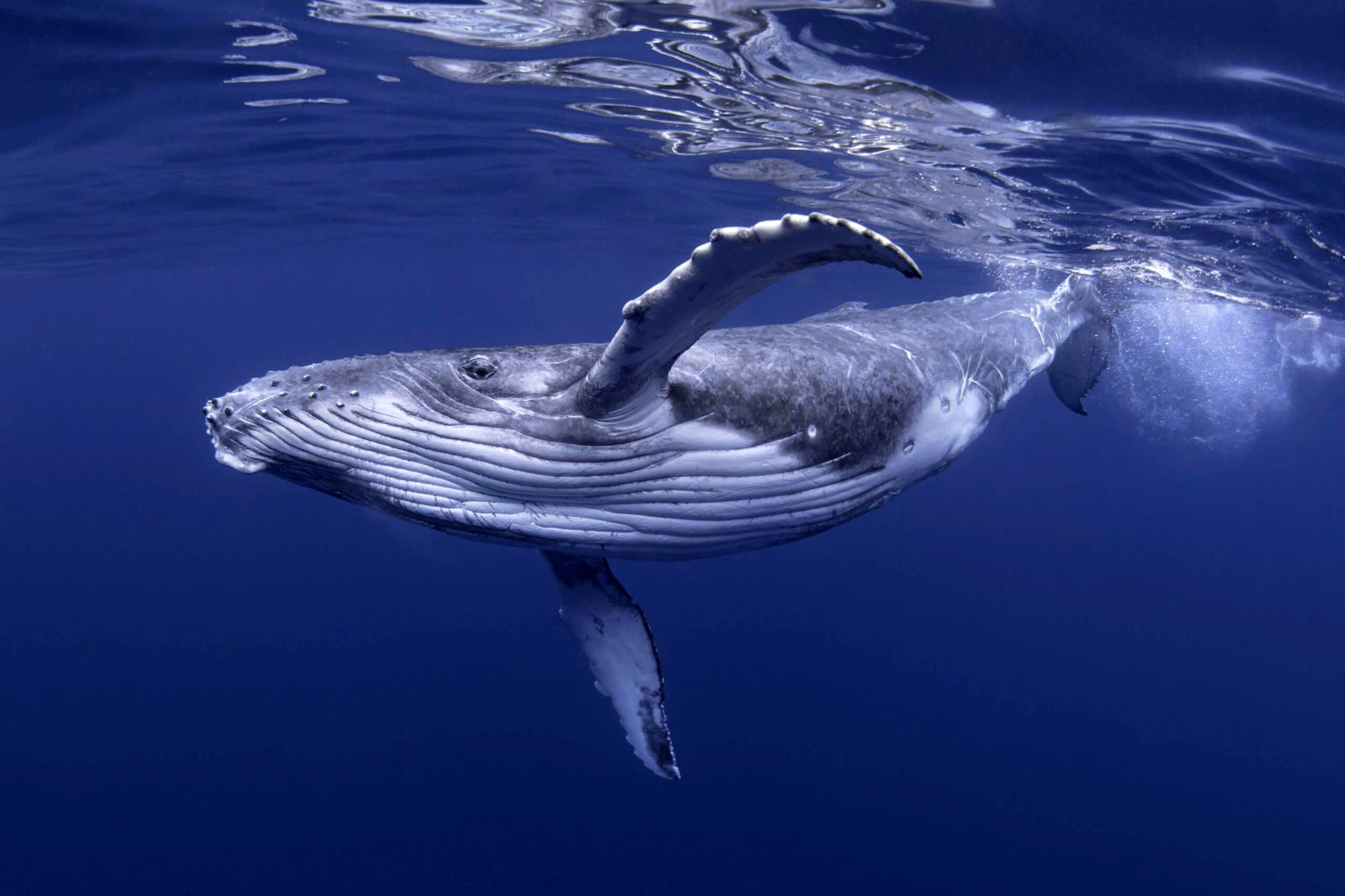Young-Humpback-Whale.jpg