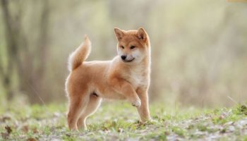 shib 1