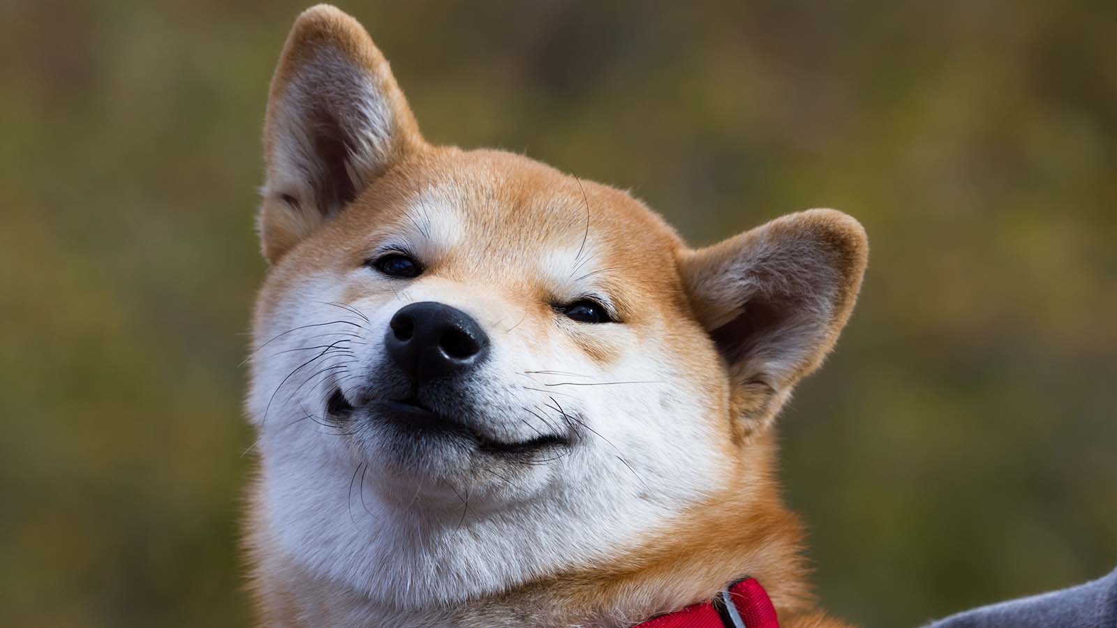 shib 2