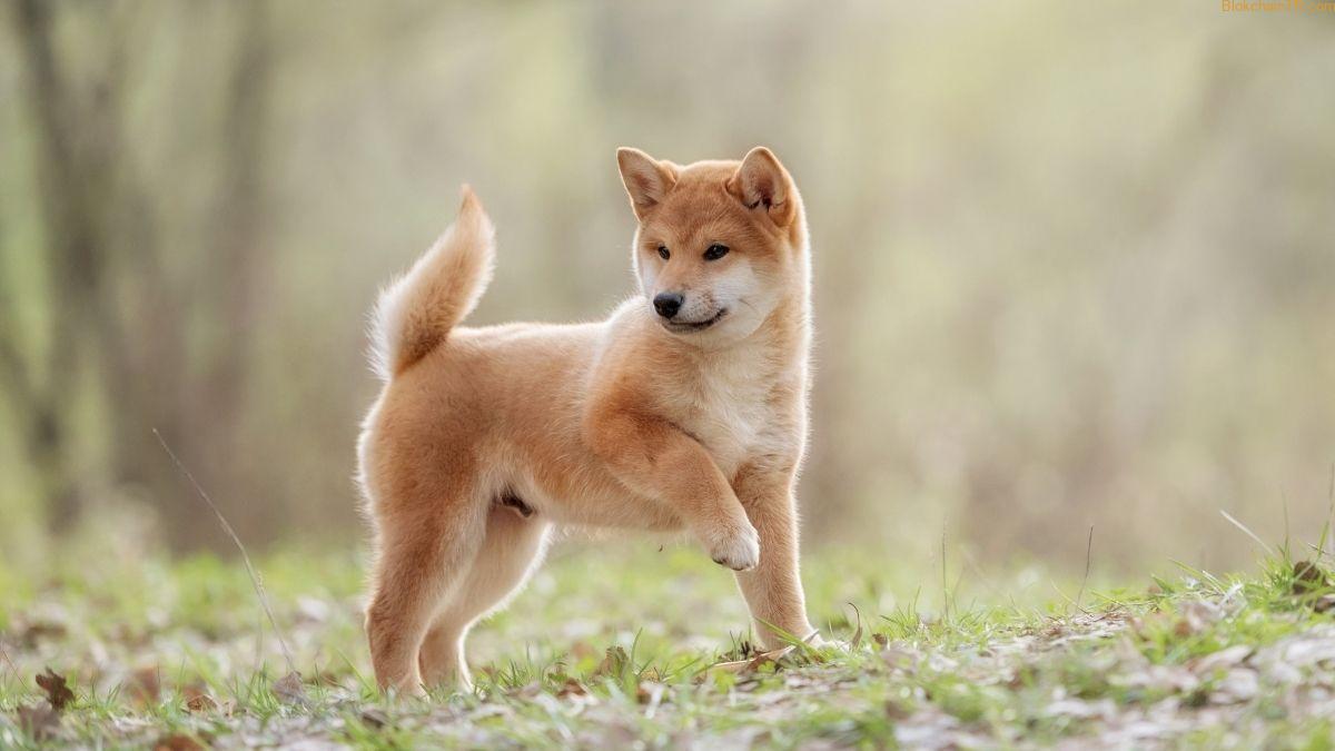 shib-8.jpg