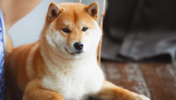 shiba inu 2