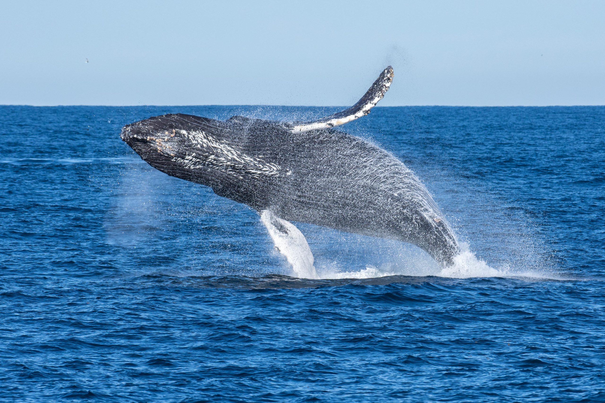 Humpback Whale Breaches scaled 1