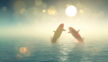 bitcoin balinalari son dususte 3 3 milyar dolarlik btc topladi