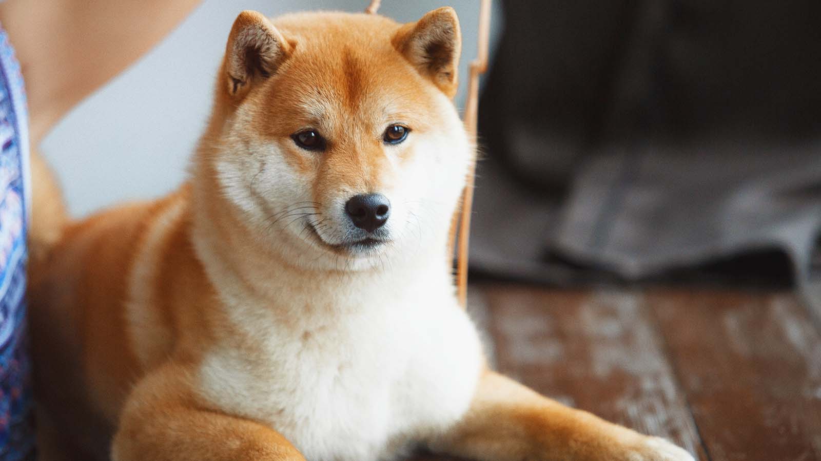 bitstamp shib