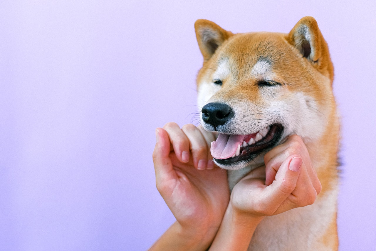 shib 1