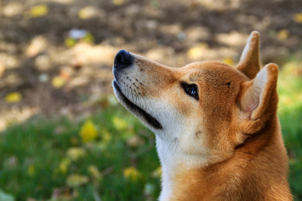 shib 2 2