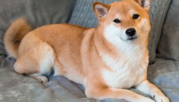 shiba inu 1 1