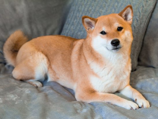 shiba inu 1 1