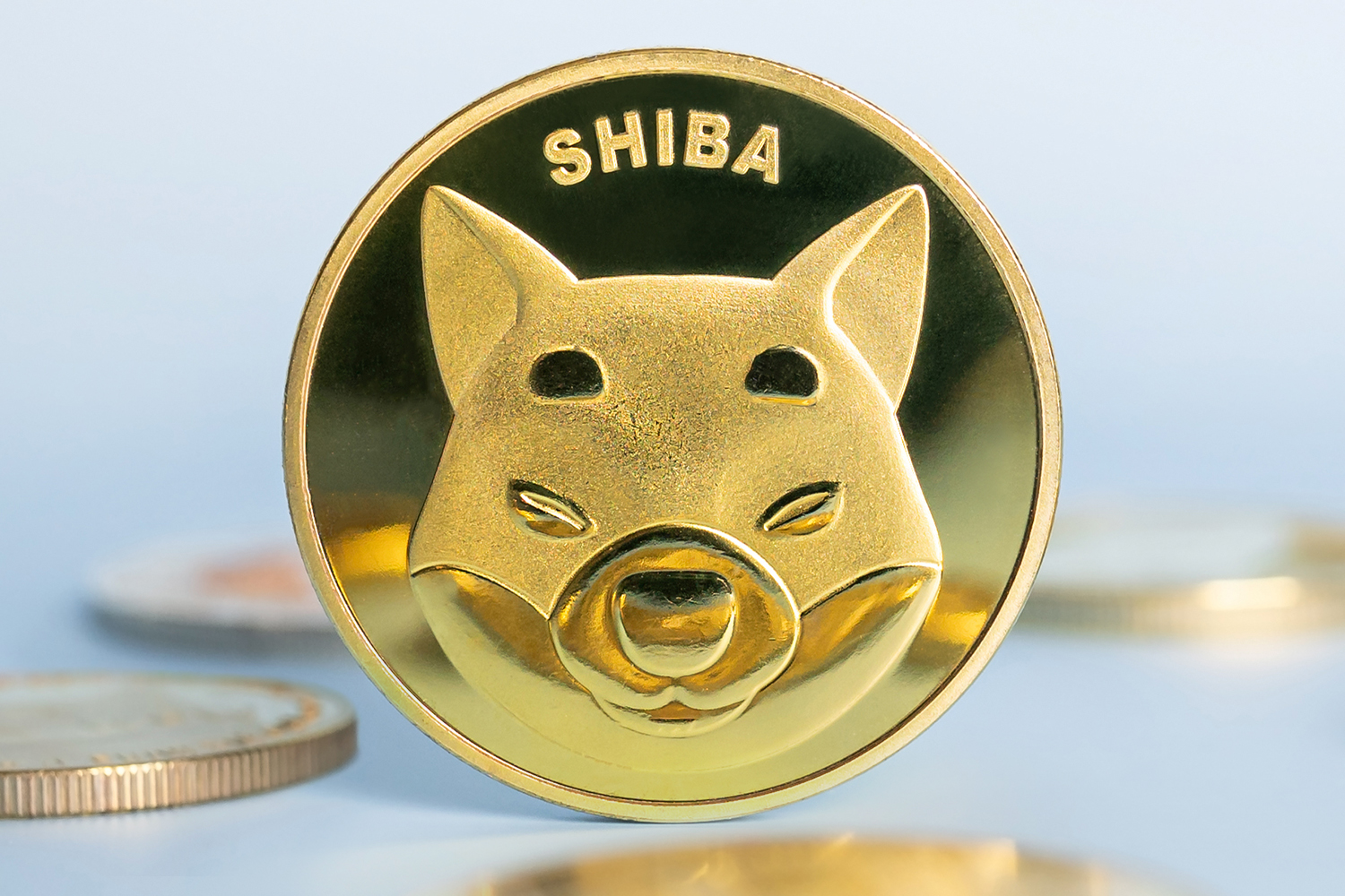 shiba inu