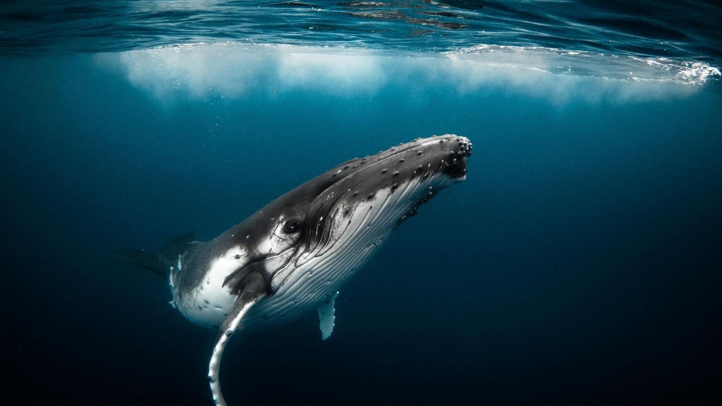 whale 1