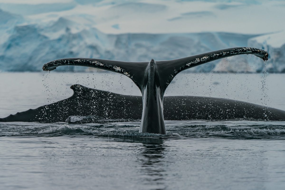 whale 2