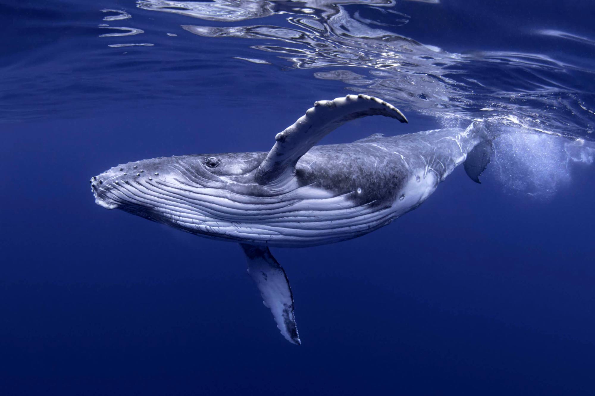 Young Humpback Whale