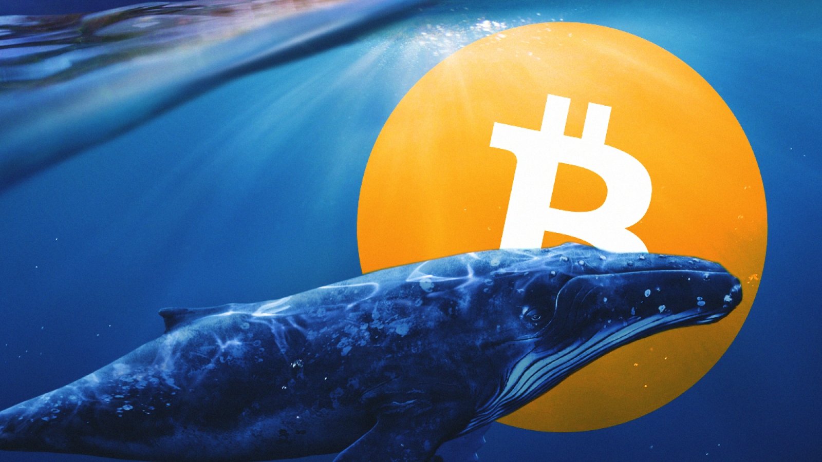 balina-bticoin.jpg