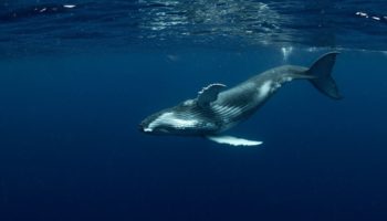 eth balinasi altcoin