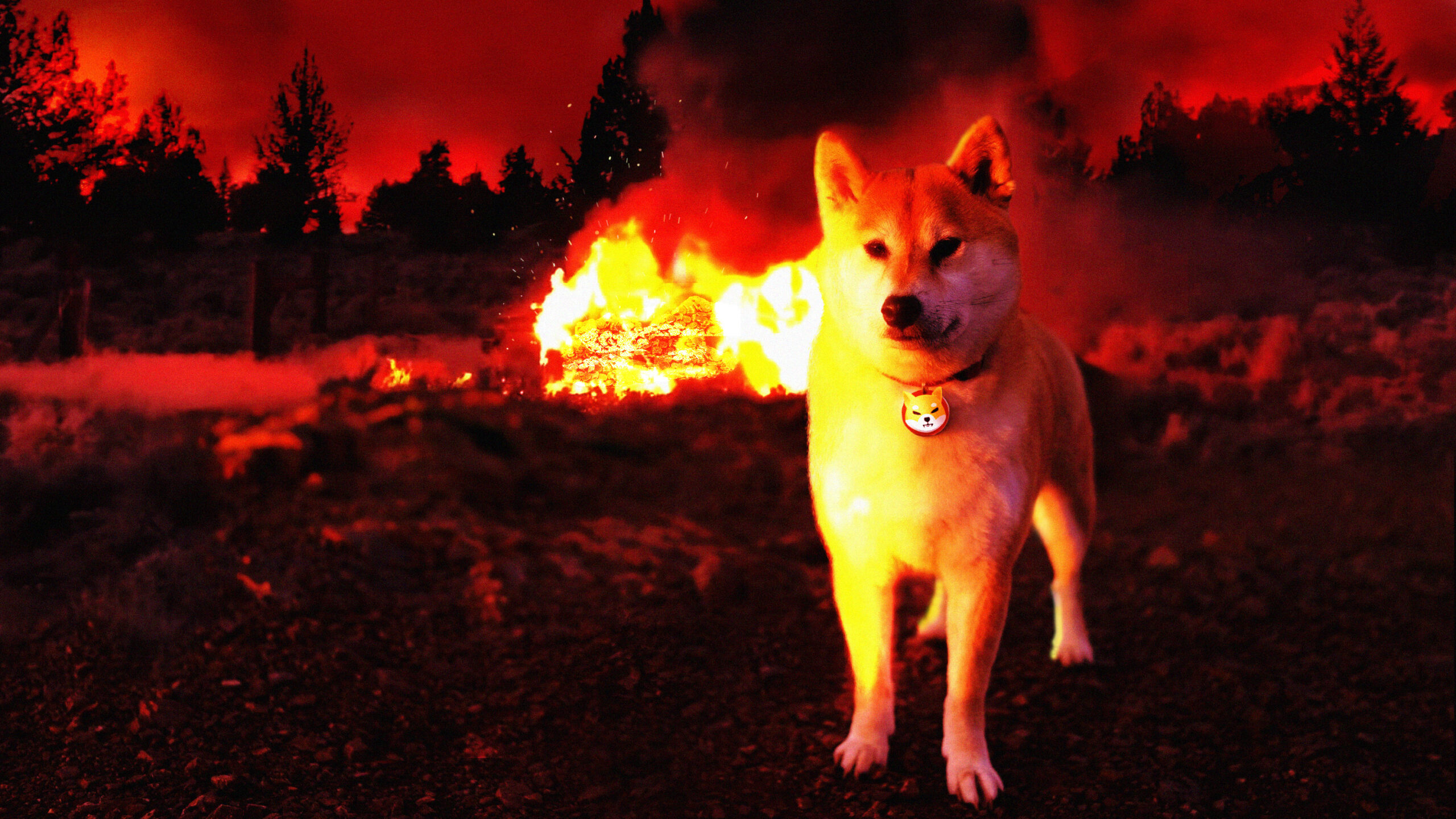 shib 1