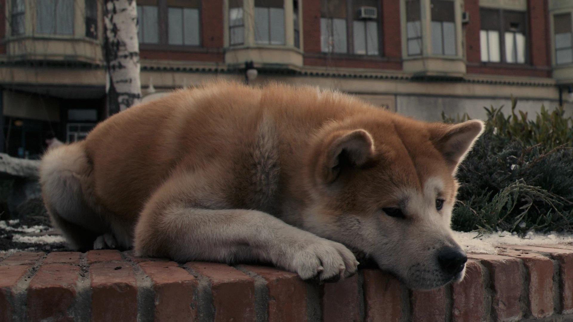 shib 2 1