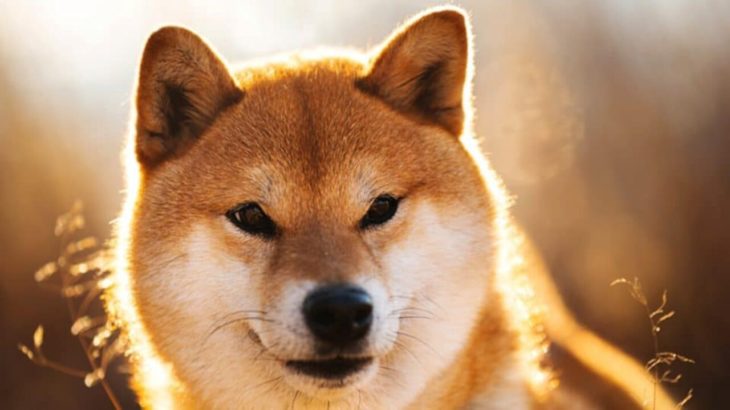 shiba inu 1 2