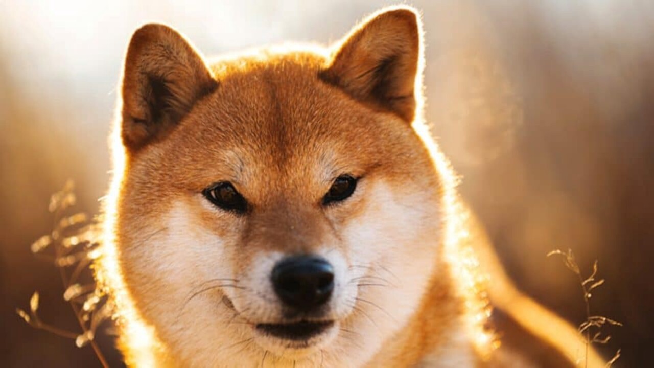 shiba inu 1 2