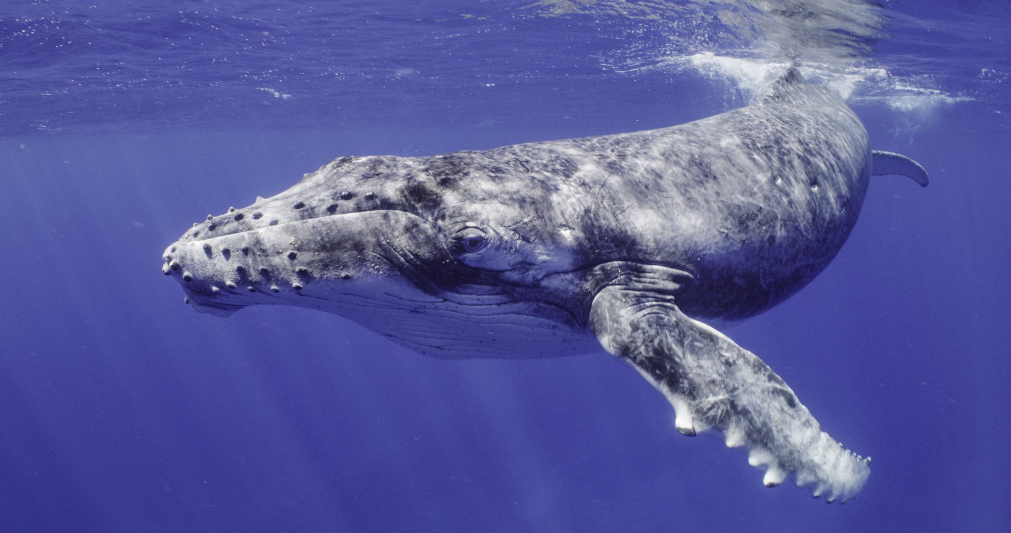 whale