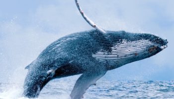 whalestats 100 balina verileri