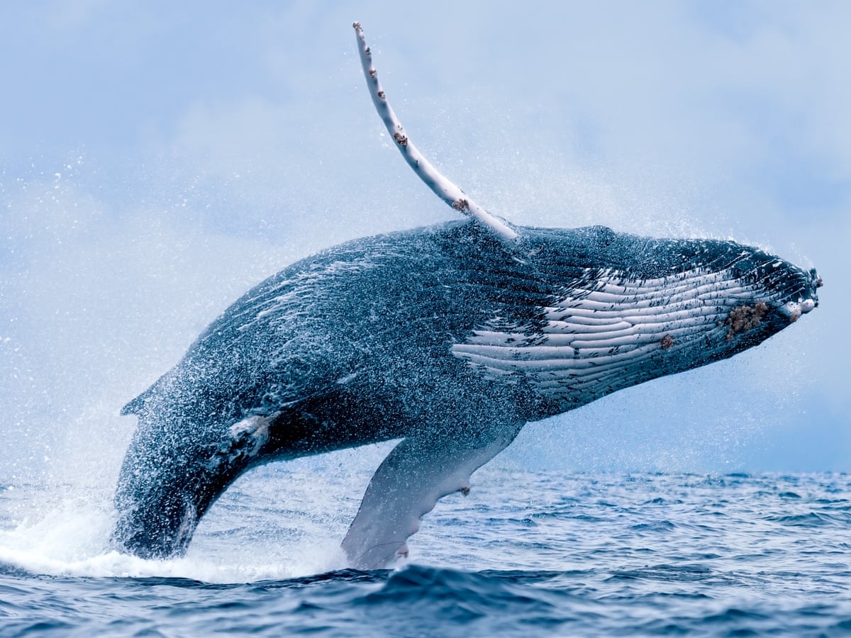 whalestats 100 balina verileri