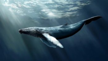 4434D757 67F0 482E BA37 7138FF73F235