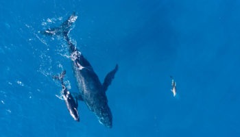 eth balinalari ftx shib