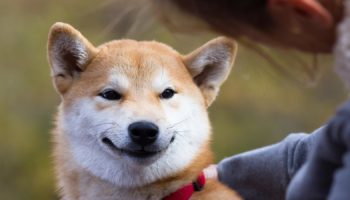 shiba inu 1