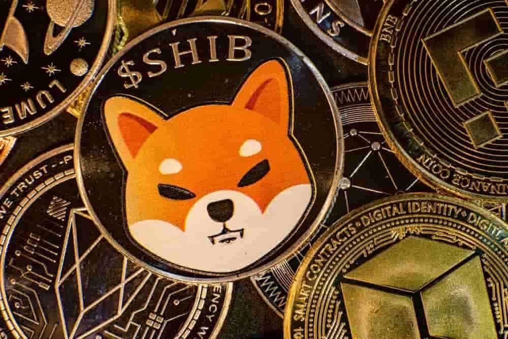 shiba inu 2
