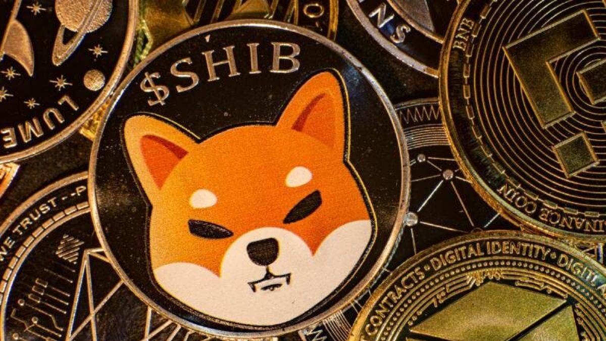 shiba inu