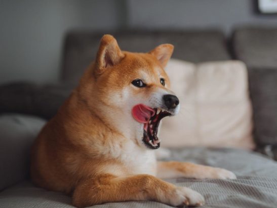 shib 2