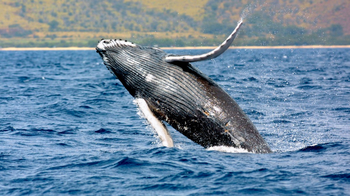whale