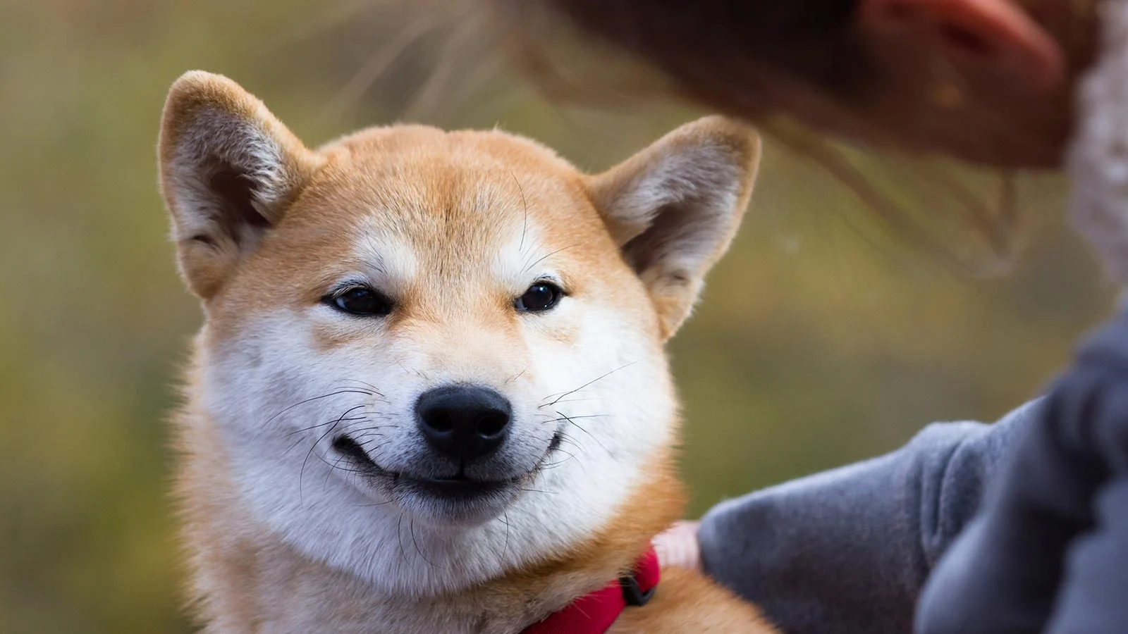 shib 1