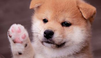 BabyDoge Swapin Testneti için Geri Sayim Başladi