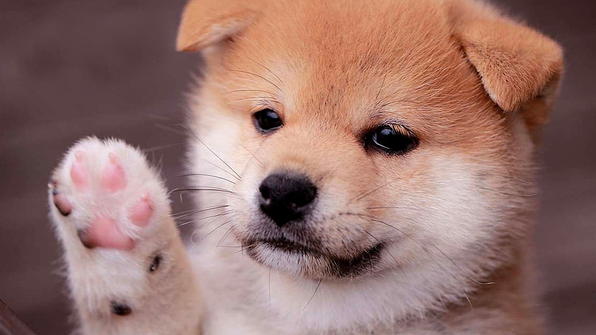 BabyDoge Swapin Testneti için Geri Sayim Başladi
