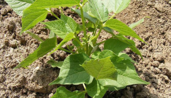 Beanstalk Yeniden Filizleniyor