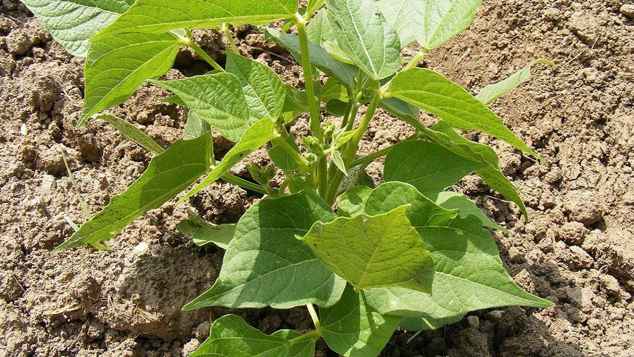 Beanstalk Yeniden Filizleniyor