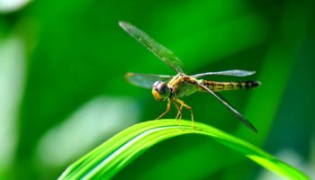 Dragonfly Hedge Fundi Satin Aldi