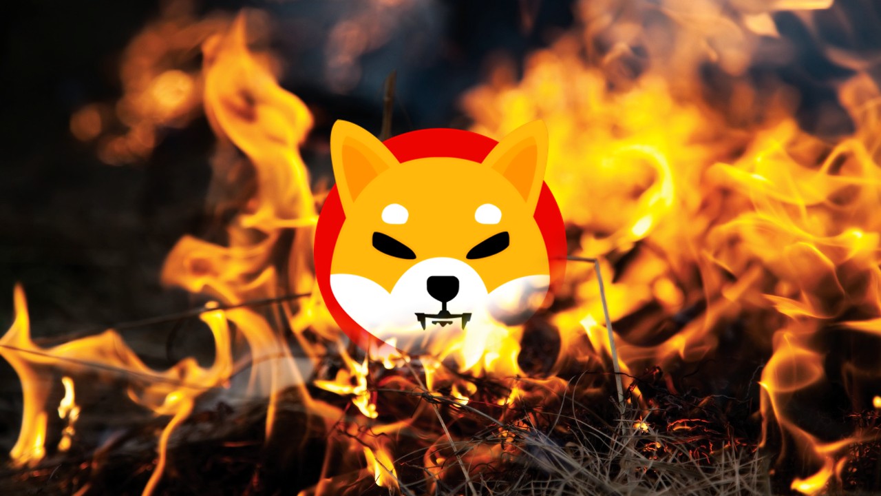 Shiba Inunun Yakim Orani Yuzde 15 Dustu