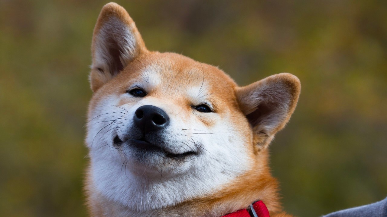 Shiba Eternity Oyunu 100 Binden Fazla Kisiye Ulasti