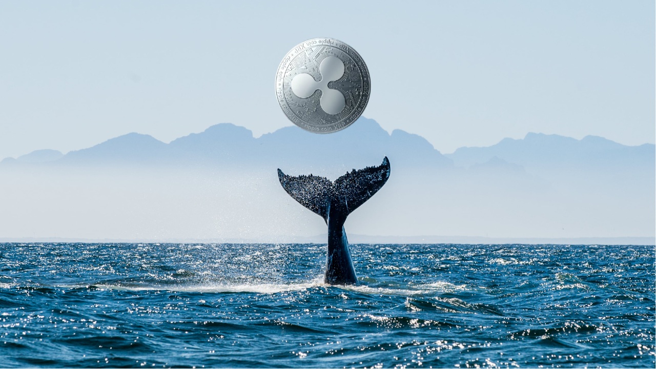 Ripple XRP Balinalari Hareket Ediyor