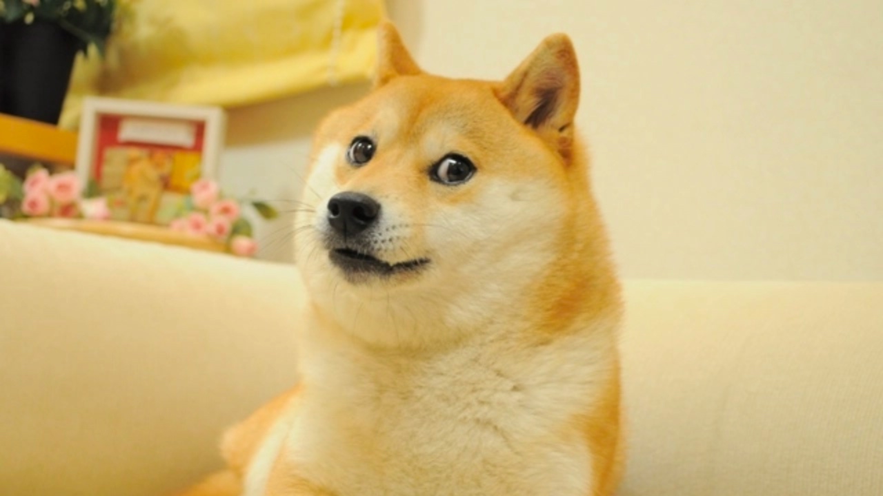 DOGE Hastalandi Durumu Ciddi