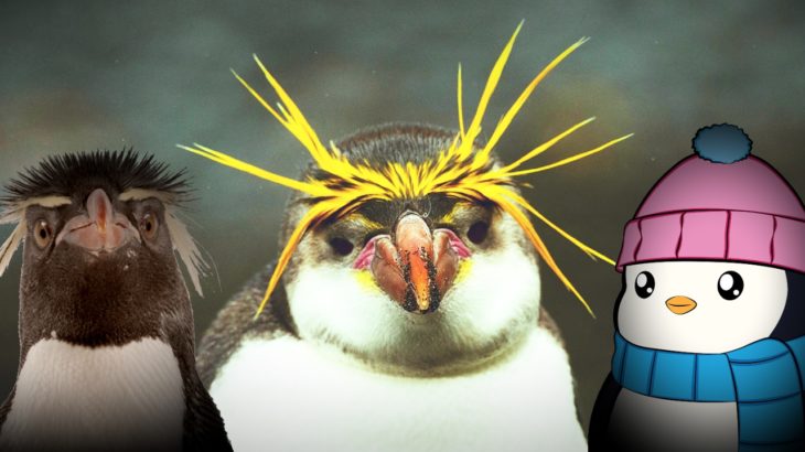 Pudgy Penguins NFT Koleksiyonu 129 Bin Dolara Satildi 1