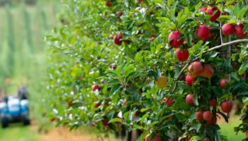 Blokzincir ile Yetisen Meyve Faydasi Neler