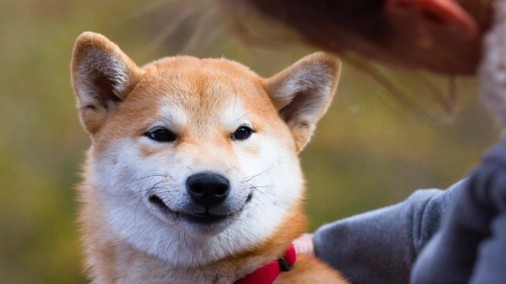 Shiba Gelistiricisi Shibarium icin Heyecanli