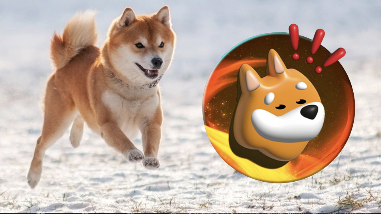 bonk coin