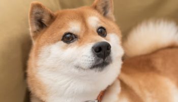 dogecoin